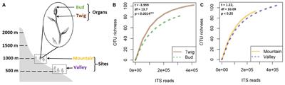 Mycobiomes of Young Beech Trees Are Distinguished by Organ Rather Than by Habitat, and Community Analyses Suggest Competitive Interactions Among Twig Fungi